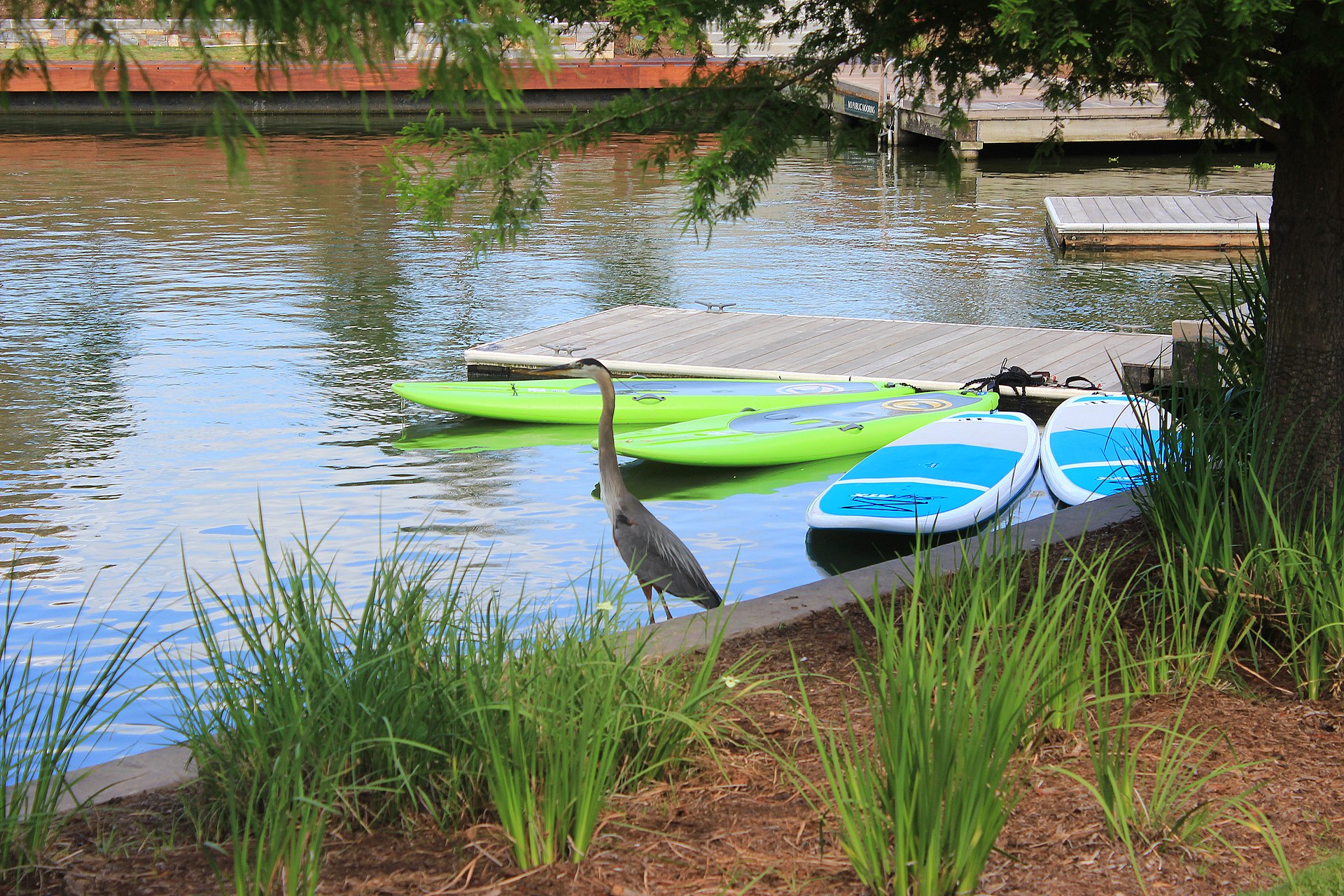 A great blue heron beside paddleboards on The Woodlands Waterway